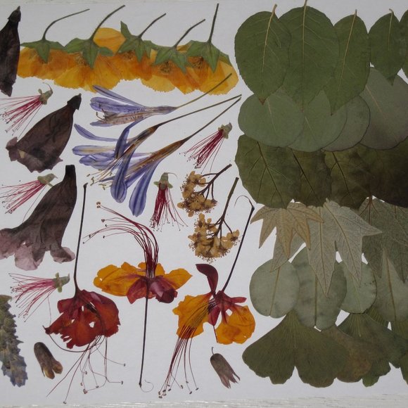 60 PCS Variety Pressed Flowers Leaves Leaf Peacock Mallow Lily Lavender Bottle B - Picture 5 of 6